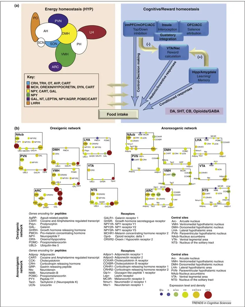 Dopamine &#8211; functions, research. Dopamine Excess and Deficiency [EXPLAINED]