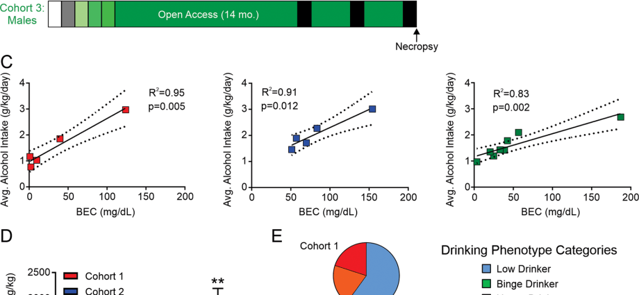 Dopamine responsible for male alcoholism