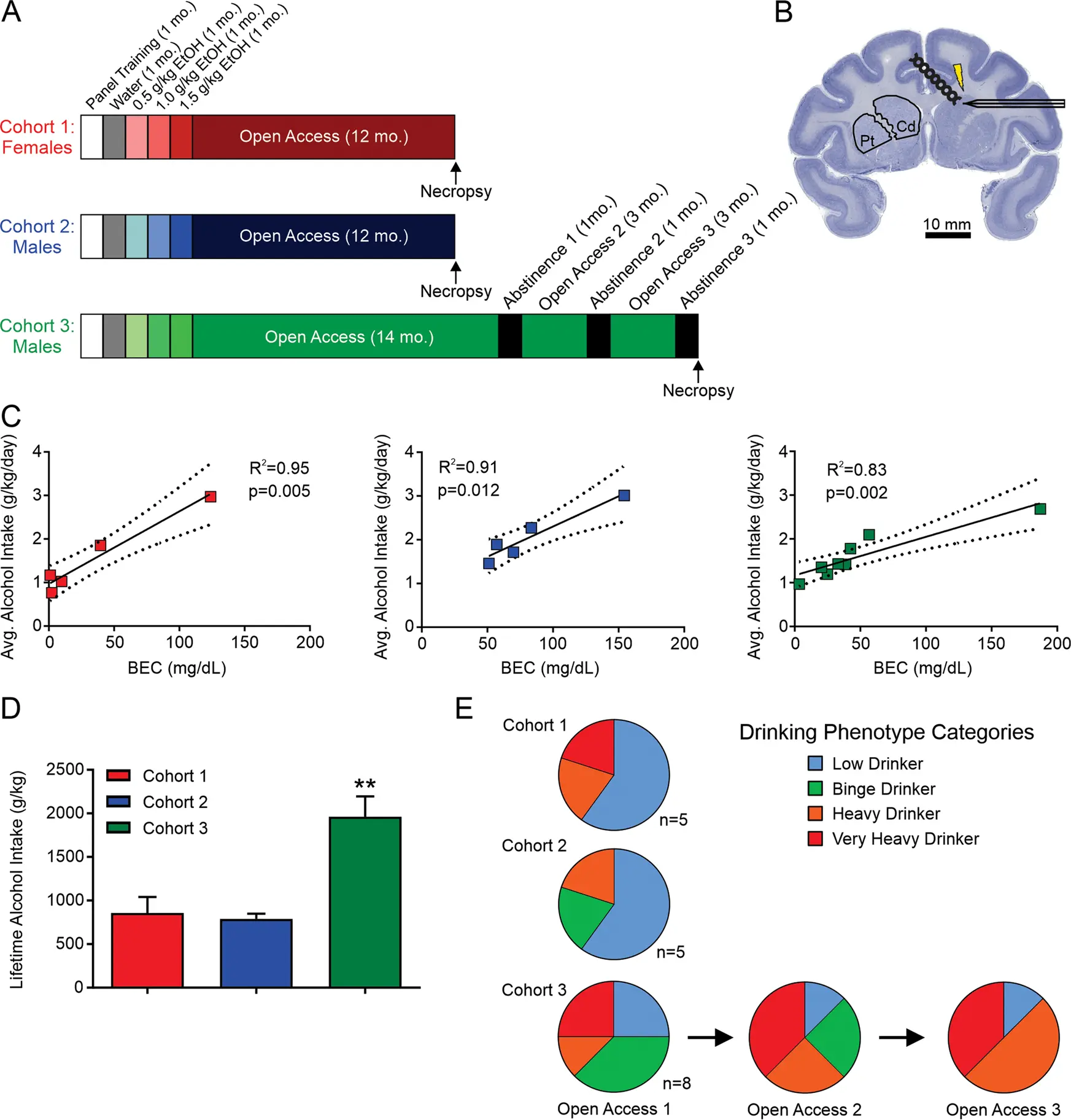 Dopamine responsible for male alcoholism