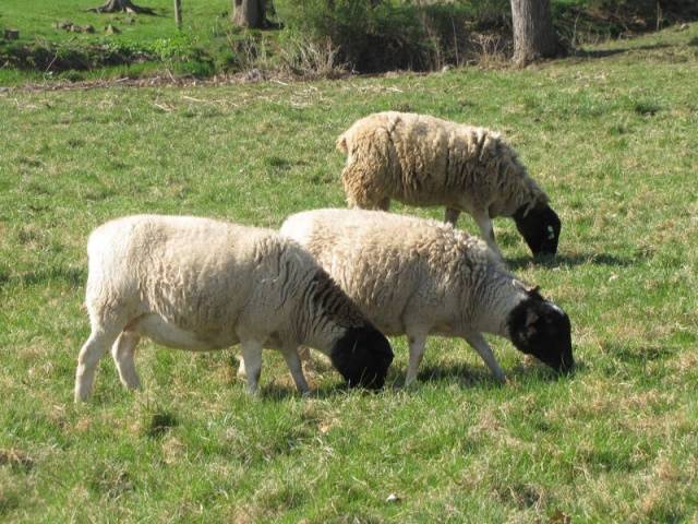 Dorper sheep