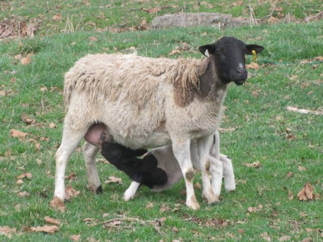 Dorper sheep