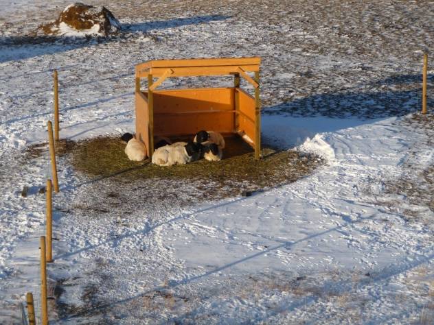 Dorper sheep