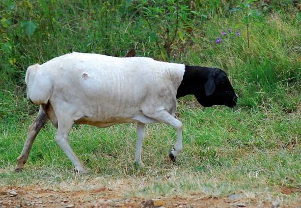 Dorper sheep