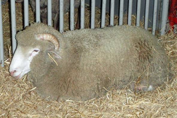 Dorper sheep