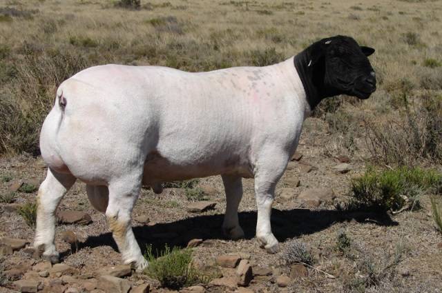 Dorper sheep