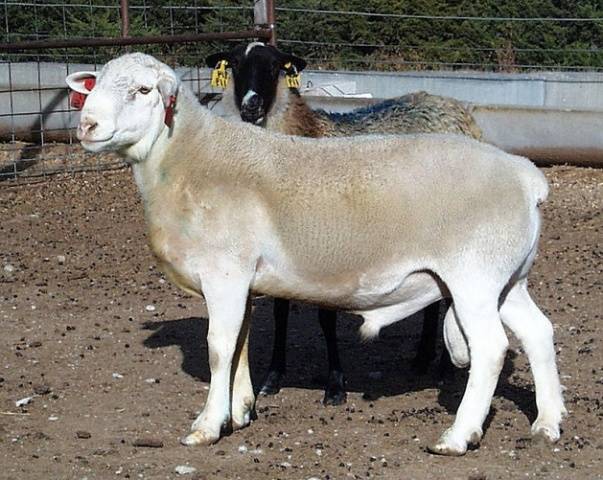 Dorper sheep