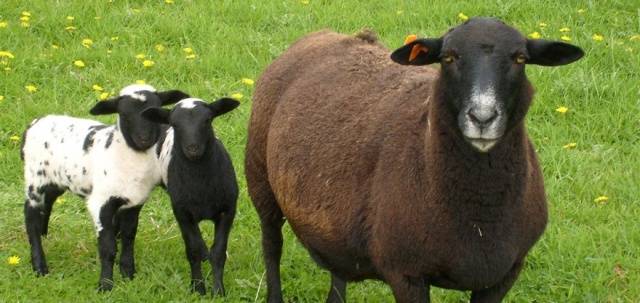 Dorper sheep