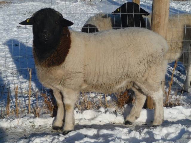 Dorper sheep