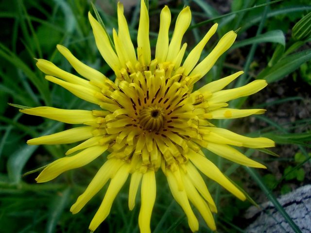 Doubtful goatbeard: photo and description