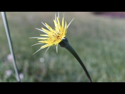 Doubtful goatbeard: photo and description