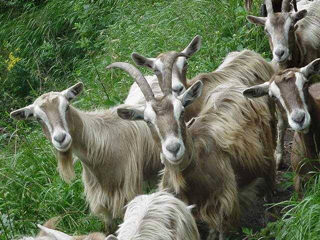 Downy goat breeds