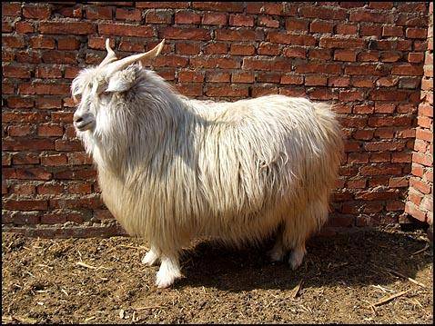 Downy goat breeds