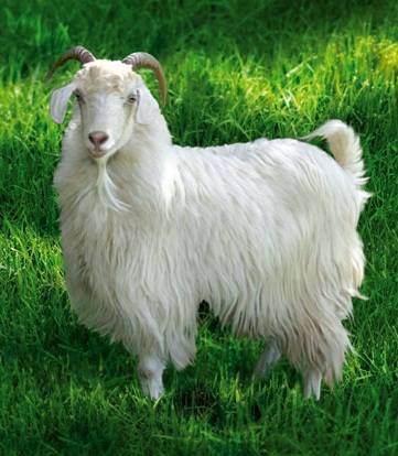 Downy goat breeds