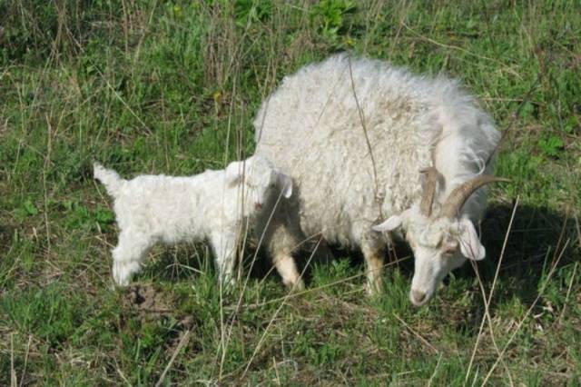 Downy goat breeds