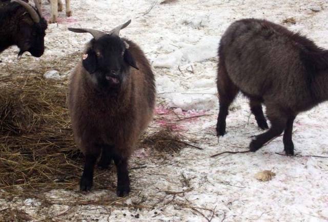 Downy goat breeds