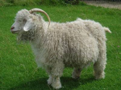 Downy goat breeds