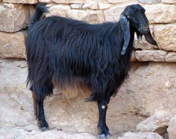 Downy goat breeds