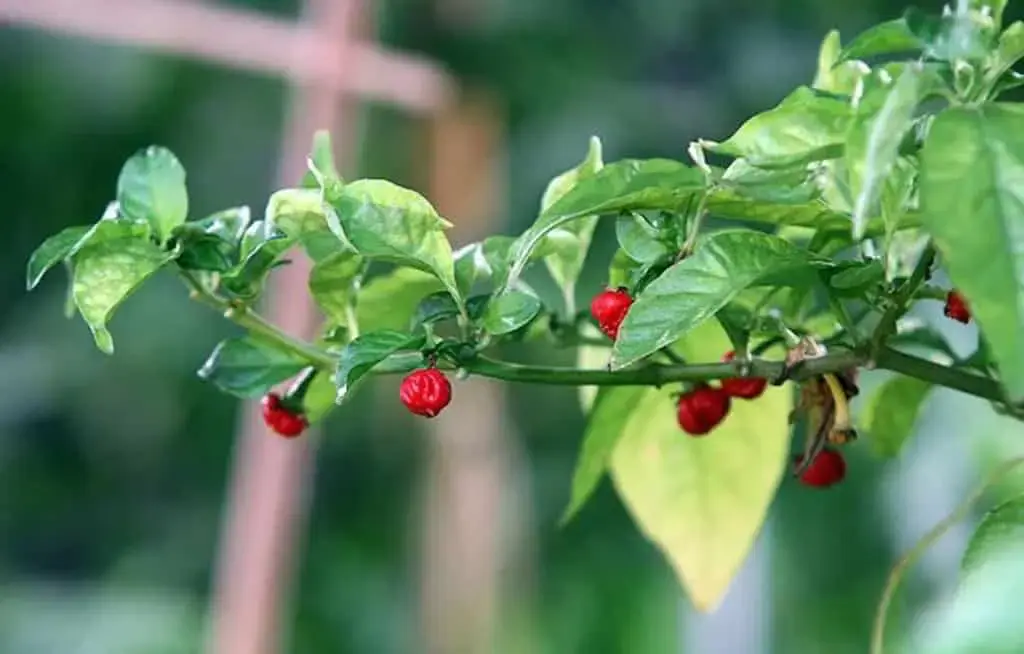 Dragon&#8217;s breath, or paprika that relieves pain