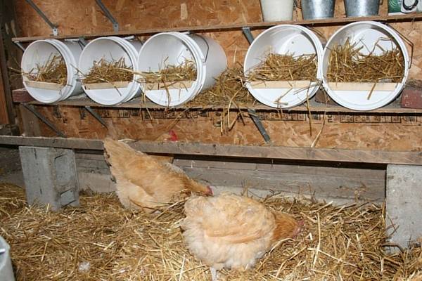 Drawing of a winter chicken coop for 5 chickens