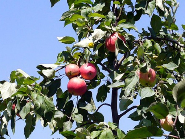 Dream apple tree: characteristics, planting, care and yield