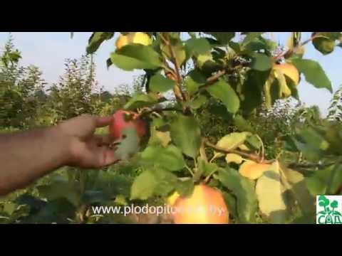 Dream apple tree: characteristics, planting, care and yield