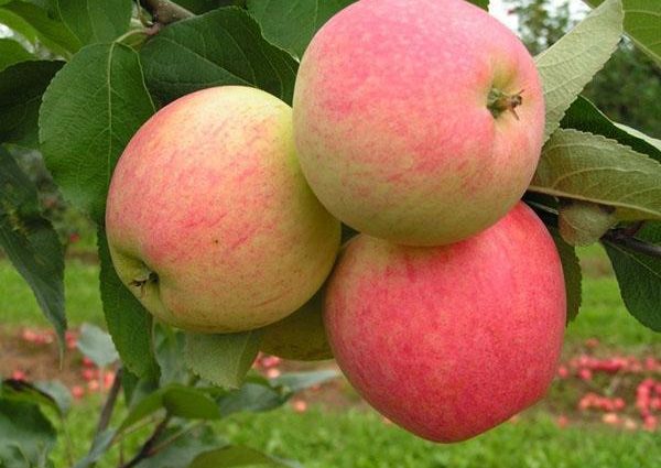 Dream apple tree: characteristics, planting, care and yield