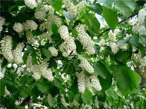 Dried bird cherry: how to use, what helps