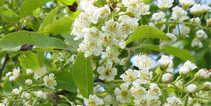 Dried bird cherry: how to use, what helps