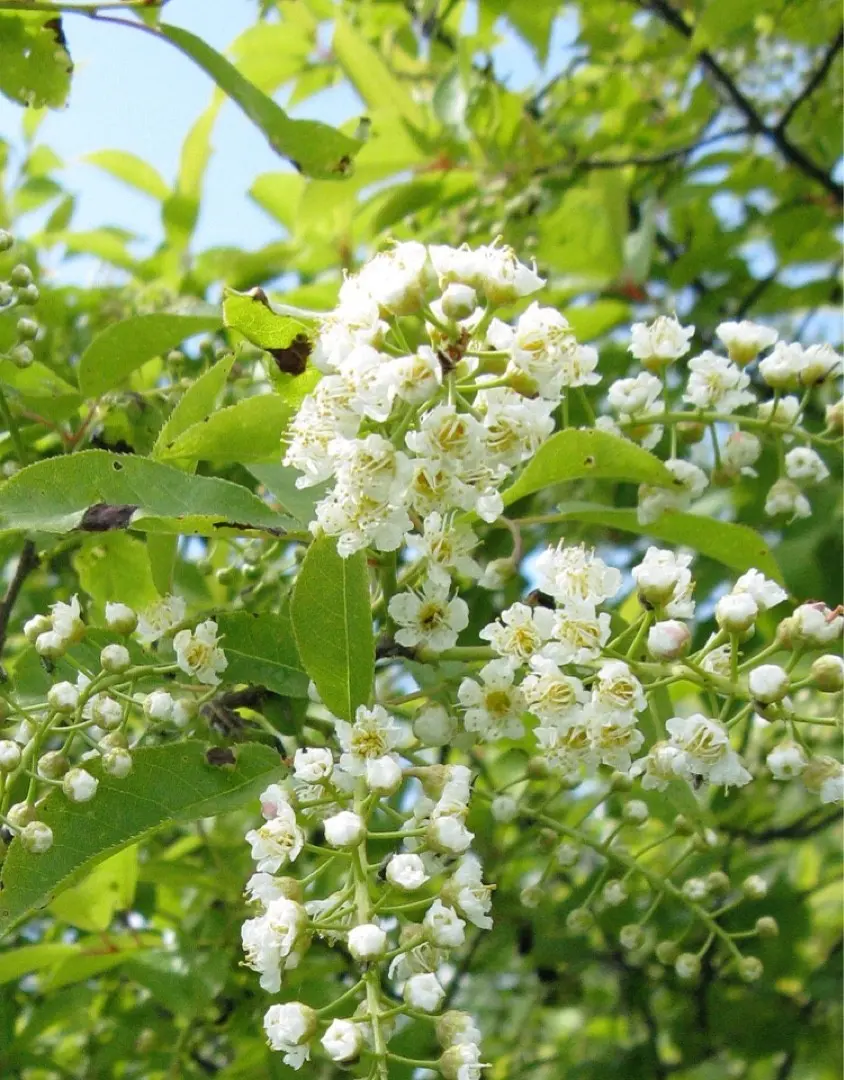 Dried bird cherry: how to use, what helps