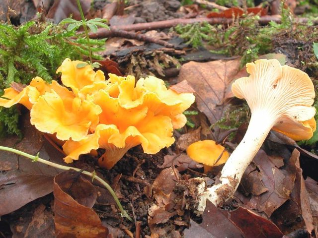 Dried chanterelles: medicinal properties, recipes, application