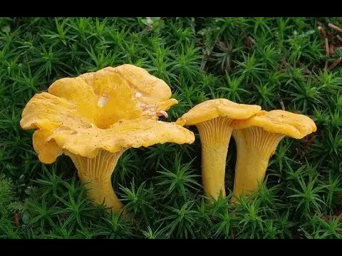 Dried chanterelles: medicinal properties, recipes, application