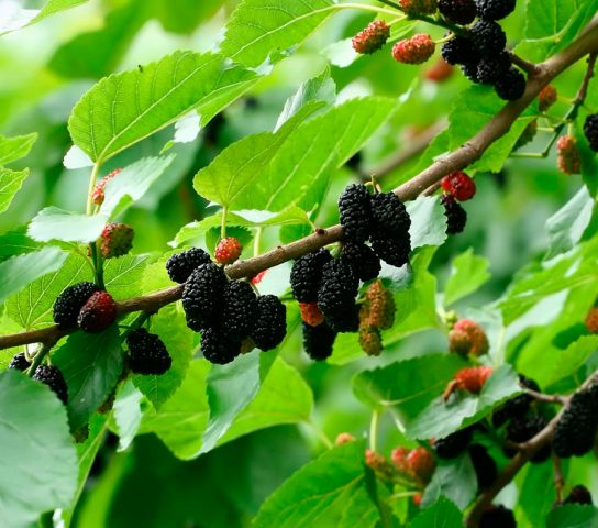 Dried mulberry: useful properties