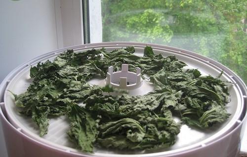 Dried nettle: useful properties, rules and methods of drying