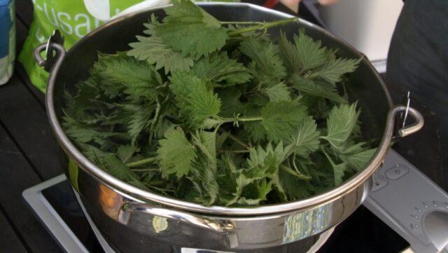 Dried nettle: useful properties, rules and methods of drying