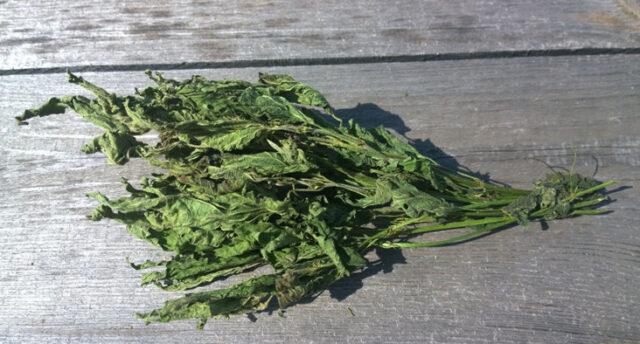 Dried nettle: useful properties, rules and methods of drying