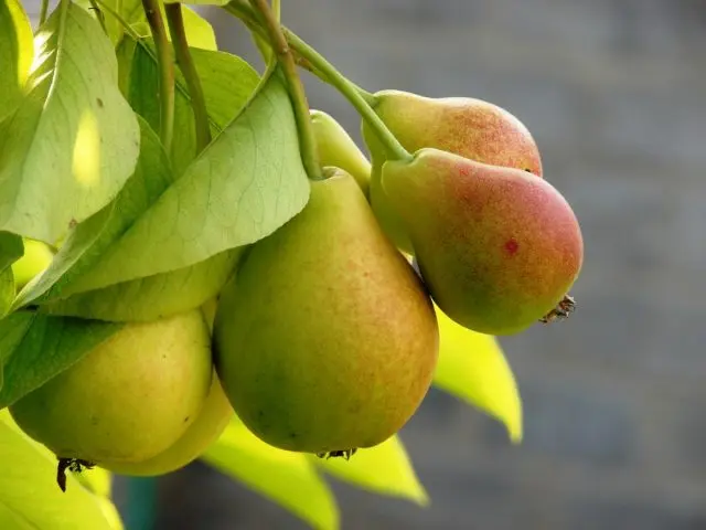 Dried pears at home