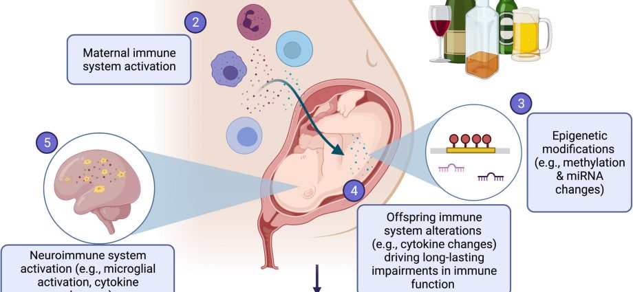 Drinking alcohol in the third week of pregnancy causes epigenetic changes in the fetus