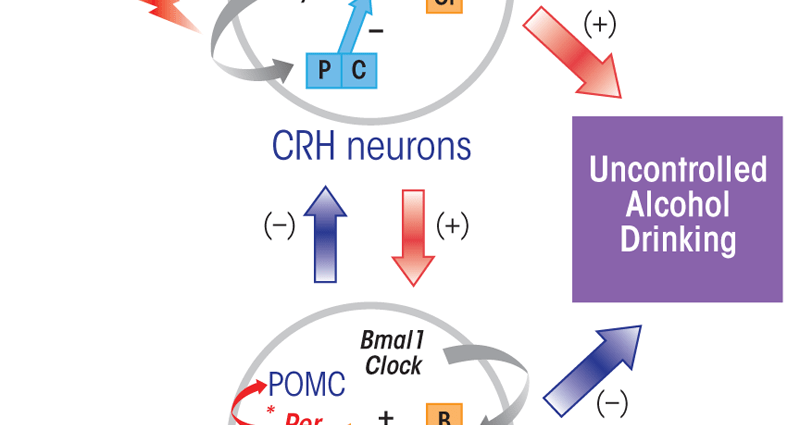 Drinking alcohol interferes with the activity of the genes in the biological clock