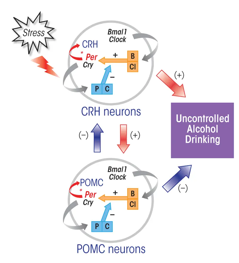 Drinking alcohol interferes with the activity of the genes in the biological clock