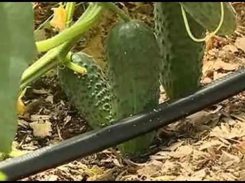 Drip irrigation for a greenhouse: do it yourself