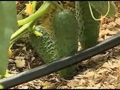 Drip irrigation for a greenhouse: do it yourself