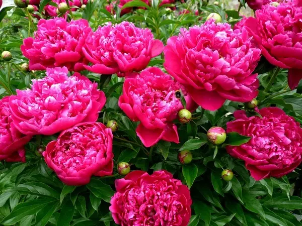 Drought-resistant flowers for a flower bed in a sunny area