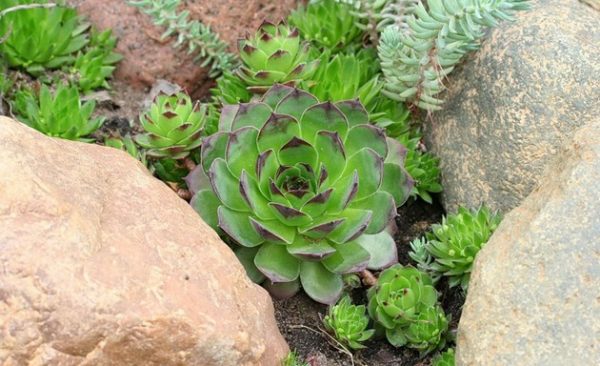 Drought-resistant flowers for a flower bed in a sunny area