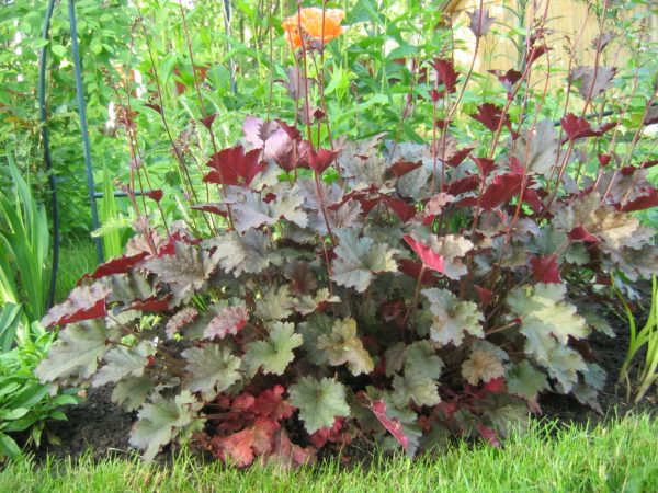 Drought-resistant flowers for a flower bed in a sunny area