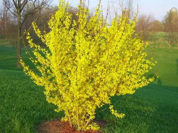 Drought-resistant flowers for a flower bed in a sunny area