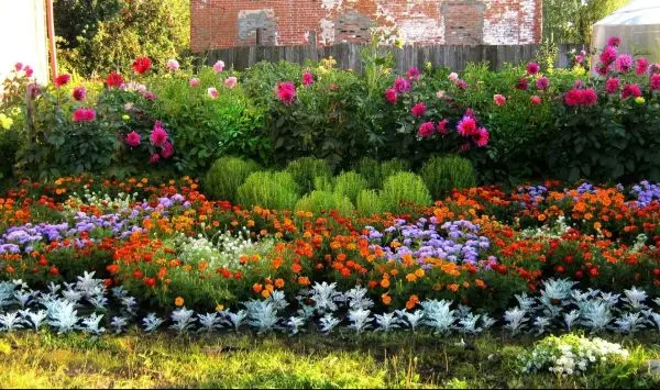 Drought-resistant flowers for a flower bed in a sunny area