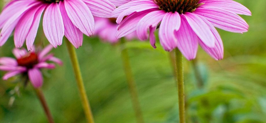 Drought-resistant flowers for a flower bed in a sunny area