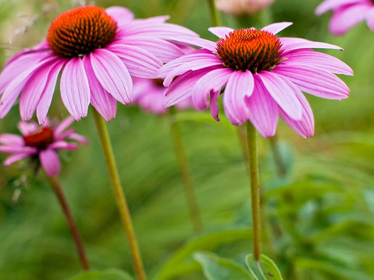 Drought-resistant flowers for a flower bed in a sunny area