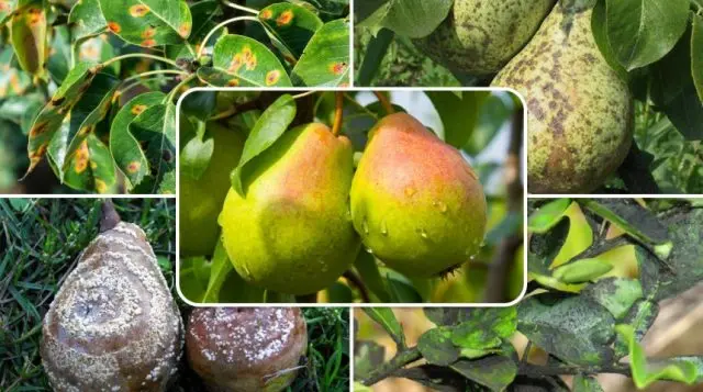 Drugs against pear diseases