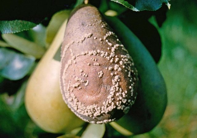 Drugs against pear diseases